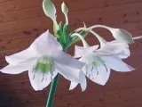 Чагарник бузок - посадка і догляд фото чубушника, обрізка і пересадка бузку, види і сорти (посадка) Чагарник бузок - посадка і догляд фото чубушника, обрізка і пересадка бузку, види і сорти