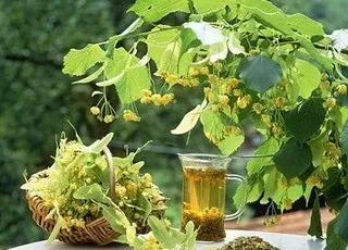Лікувальні властивості липи користь і шкода, протипоказання (користь) Лікувальні властивості липи користь і шкода, протипоказання