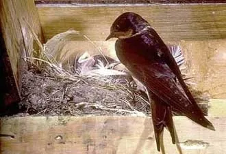 Ластівки, сімейство ластівки (hirundinidae), опис фарбування ластівки, види ареал існування, (довжина крило хвіст) Ластівки, сімейство ластівки (hirundinidae), опис фарбування ластівки, види ареал існування,