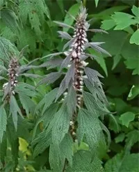 Лікування народними засобами молочної залози (лікування) Лікування народними засобами молочної залози