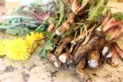 Лікування алергічного риніту народними засобами (лікування риніту) Лікування алергічного риніту народними засобами
