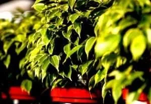 Лікування захворювань фікусом, народні способи і рецепти (лікування фікусом) Лікування захворювань фікусом, народні способи і рецепти