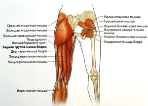 Лікування синдрому грушоподібної м'язи як зняти спазм, особливості лікування в домашніх умовах (синдрому) Лікування синдрому грушоподібної м'язи як зняти спазм, особливості лікування в домашніх умовах
