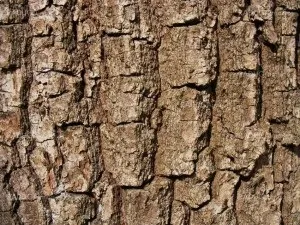 Лікування та профілактика захворювань щитовидної залози народними засобами - захворювання щитовидної (лікування) Лікування та профілактика захворювань щитовидної залози народними засобами - захворювання щитовидної