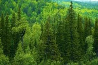 Ліси характеристика і види