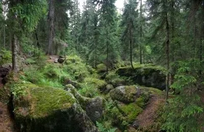 Ліси характеристика і види