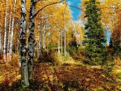 Ліси характеристика і види