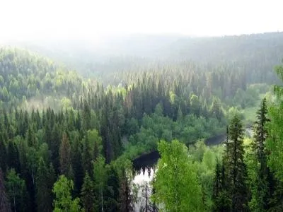 Ліси характеристика і види