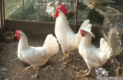 Леггорн продуктивна яєчна порода курей (леггорн) Леггорн продуктивна яєчна порода курей