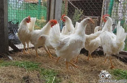 Леггорн продуктивна яєчна порода курей (леггорн) Леггорн продуктивна яєчна порода курей