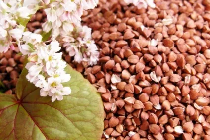 Лікування гречкою всього організму як використовувати (лікування) Лікування гречкою всього організму як використовувати