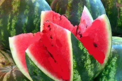 Лікування захворювань фікусом, народні способи і рецепти (рецепти) Лікування захворювань фікусом, народні способи і рецепти