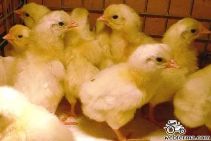 Леггорн продуктивна яєчна порода курей (яєчна) Леггорн продуктивна яєчна порода курей