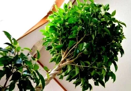 Лікування захворювань фікусом, народні способи і рецепти (рецепти) Лікування захворювань фікусом, народні способи і рецепти