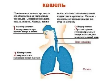 Лікування сухого кашлю у дитини народними засобами ніж швидко вилікувати