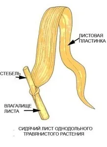 Лист рослини, student guru