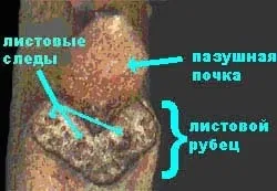 Лист рослини, student guru