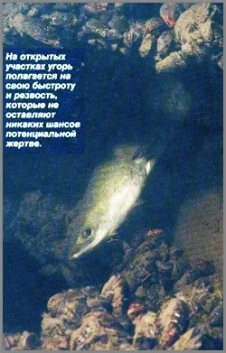 Ловля вугра, карась-не дрімав!