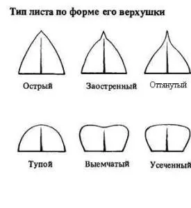 Лист рослини, student guru