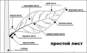 Лист рослини, student guru