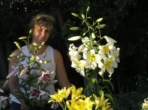 Лілії дерева і піраміди
