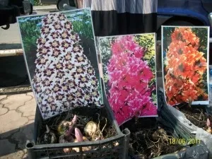 Лілії дерева і піраміди