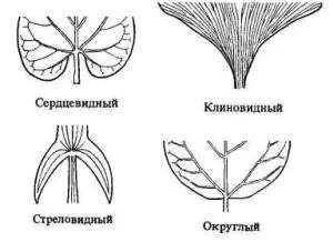 Лист рослини, student guru