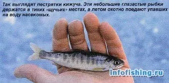 Лосось стає фореллю