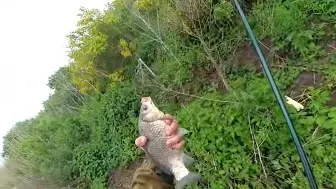 Ловити карася в літню спеку, fishing world (зимова риболовля) Ловити карася в літню спеку, fishing world