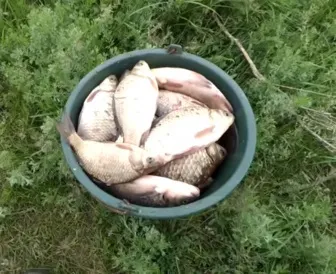 Ловити карася в літню спеку, fishing world (як ловити рибу) Ловити карася в літню спеку, fishing world