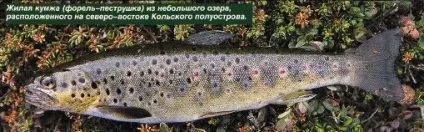 Лосось стає фореллю