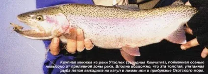 Лосось стає фореллю