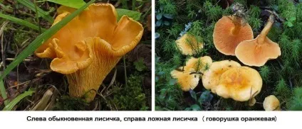 Лисички (гриби) - опис, види, де ростуть, властивості, фото (види) Лисички (гриби) - опис, види, де ростуть, властивості, фото