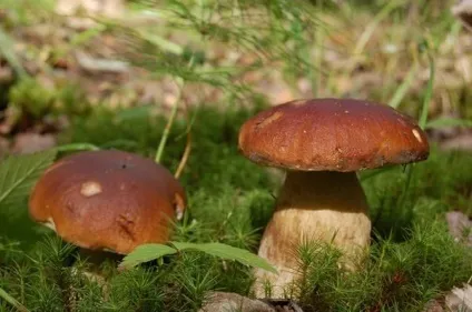 Гортаємо народний календар кінець липня - початок серпня