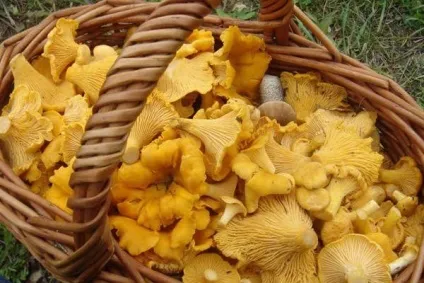 Лисички (гриби) - опис, види, де ростуть, властивості, фото (лисички) Лисички (гриби) - опис, види, де ростуть, властивості, фото