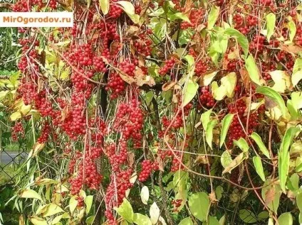 Лимонник китайський - секрети вирощування та догляду (китайський) Лимонник китайський - секрети вирощування та догляду