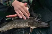 Щука - головний прісноводний хижак опис, довкілля і нерест щуки головний