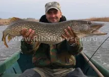Щука - головний прісноводний хижак опис, довкілля і нерест щуки опис