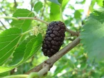 Шовковиця користь та шкода, корисні властивості та протипоказання шовковиця