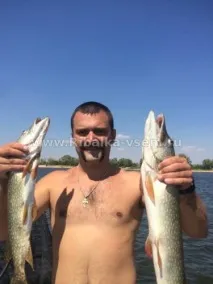Щука - головний прісноводний хижак опис, довкілля і нерест щуки щука