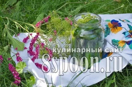 Малосольні огірки в банку в холодній воді - 8 (малосольні) Малосольні огірки в банку в холодній воді - 8