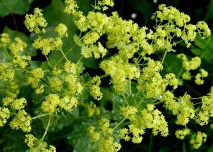 Манжетка звичайна (alchemilla vulgaris) застосування в народній медицині (лікувальні властивості протипоказання) Манжетка звичайна (alchemilla vulgaris) застосування в народній медицині