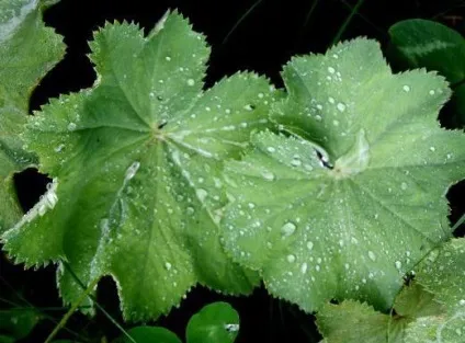 Манжетка звичайна (alchemilla vulgaris) застосування в народній медицині (лікувальні властивості протипоказання) Манжетка звичайна (alchemilla vulgaris) застосування в народній медицині