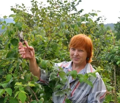 Малина секрети великого врожаю (малина) Малина секрети великого врожаю