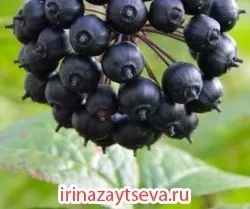 Маски з гарбуза - користь для вашої шкіри (користь) Маски з гарбуза - користь для вашої шкіри