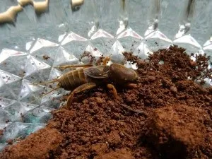 Капустянка як з нею боротися агротехніка в допомогу (боротися) Капустянка як з нею боротися агротехніка в допомогу
