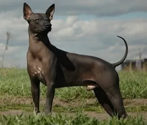 Мексиканська лиса собака опис, характер, фото
