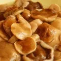 Міцелій гливи виробляємо своїми руками, грибний сайт (вешенки) Міцелій гливи виробляємо своїми руками, грибний сайт