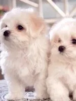 Миски для собак на штативі