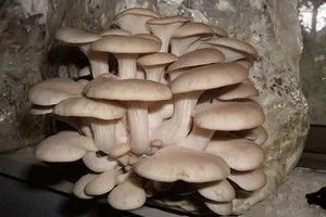 Міцелій гливи виробляємо своїми руками, грибний сайт (вешенки) Міцелій гливи виробляємо своїми руками, грибний сайт